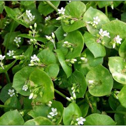 Portulak, <br>Vinter-<br><i>Claytonia perfoliata</i>  