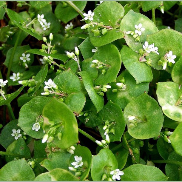 Portulak, <br>Vinter-<br><i>Claytonia perfoliata</i>  