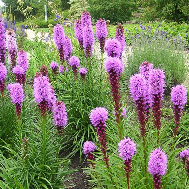 Pragtsk�r <br><i>Liatris spicata </i><br><br>