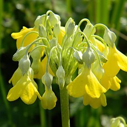 Primula, <br>Kmpe-<br><i>Primula florindae</i>