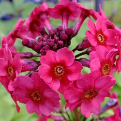 Primula, Japansk<br>'Miller's Crimson'<br><i>Primula japonica</i>