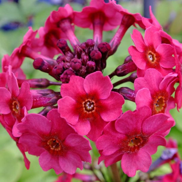 Primula, Japansk<br>'Miller's Crimson'<br><i>Primula japonica</i>