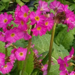Primula, Rosen-<br>'Gigas'<br><i>Primula rosea</i>