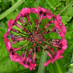 Primula, Japansk<br>'Miller's Crimson'<br><i>Primula japonica</i>