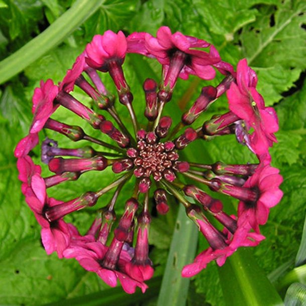 Primula, Japansk<br>'Miller's Crimson'<br><i>Primula japonica</i>