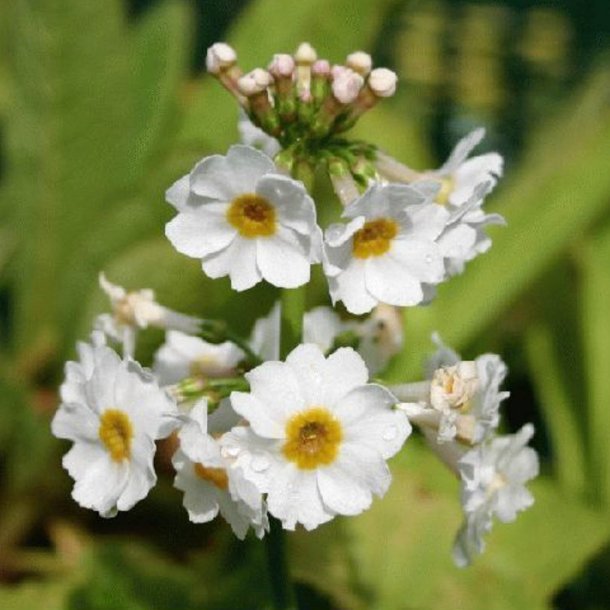 Primula, Japansk<br>'Postford White'<br><i>Primula japonica</i>