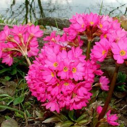 Primula, Rosen-<br>'Gigas'<br><i>Primula rosea</i>