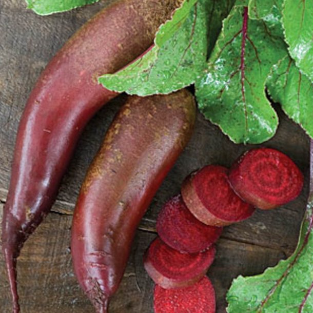 Rdbede <br>'Cylindra' <br><i>Beta vulgaris</i>