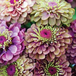 Frkenhat <br>'Queen Red Lime'<br><i>Zinnia elegans </i>