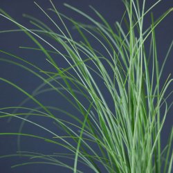 Bear Grass, <br>'Bjrnegrs' <br><i>Xerophyllum tenax</i>