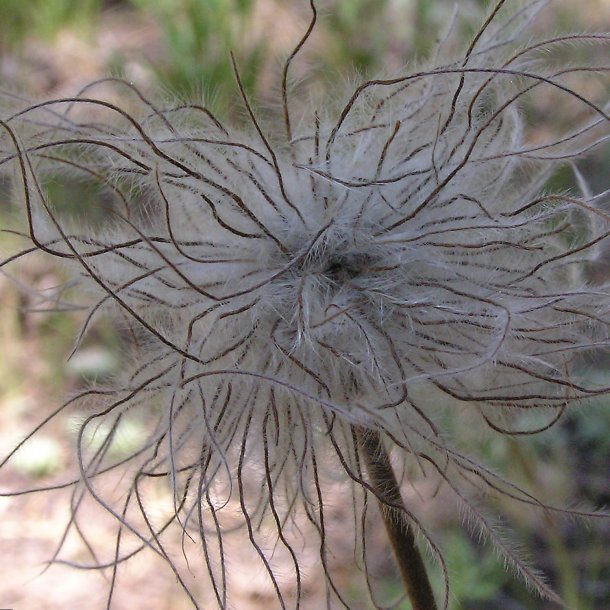 Kobjlde, ben <br>'Wolfgangiana' <br><i>Pulsatilla patens</i>