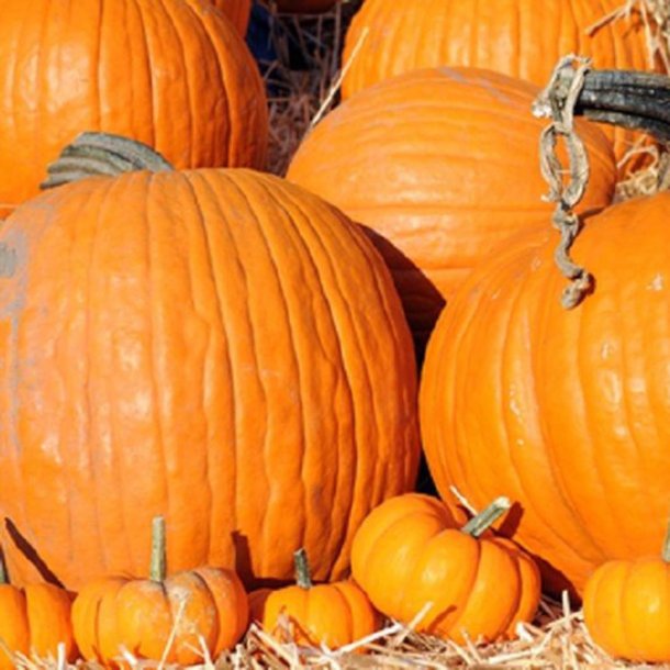 Grskar <br>'Mammoth Gold' <br><i>Cucurbita maxima</i>