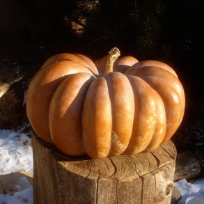 Grskar <br>'Musquee de Provence' <br><i>Curcubita moschata</i>