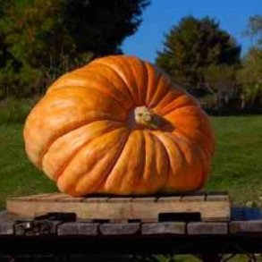 Grskar <br>'Atlantic Giant' <br><i>Cucurbita maxima</i>