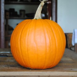 Grskar, Halloween- <br>'Connecticut Field' <br><i>Cucurbita pepo</i>