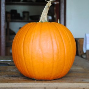 Grskar, Halloween- <br>'Connecticut Field' <br><i>Cucurbita pepo</i>