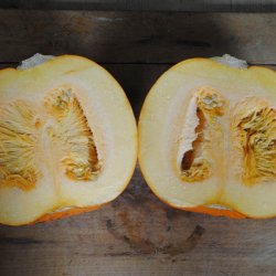 Grskar, Halloween- <br>'Connecticut Field' <br><i>Cucurbita pepo</i>