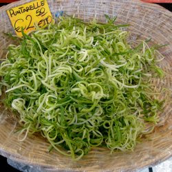 Puntarelle di Galatina, <br>Cikoriesalat<br><i>Cichorium intybus</i>