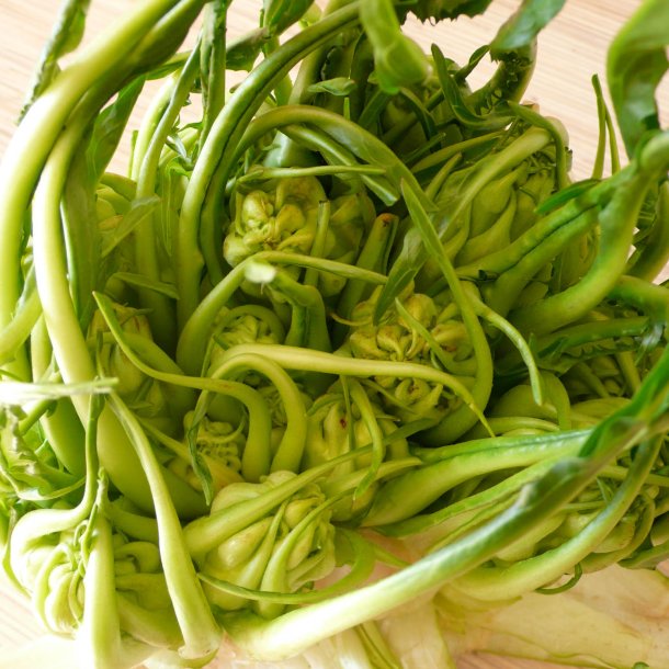 Puntarelle di Galatina, <br>Cikoriesalat<br><i>Cichorium intybus</i>
