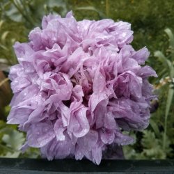 Valmue, Opiums- <br>'Purple Paeony' <br><i>Papaver somniferum</i>