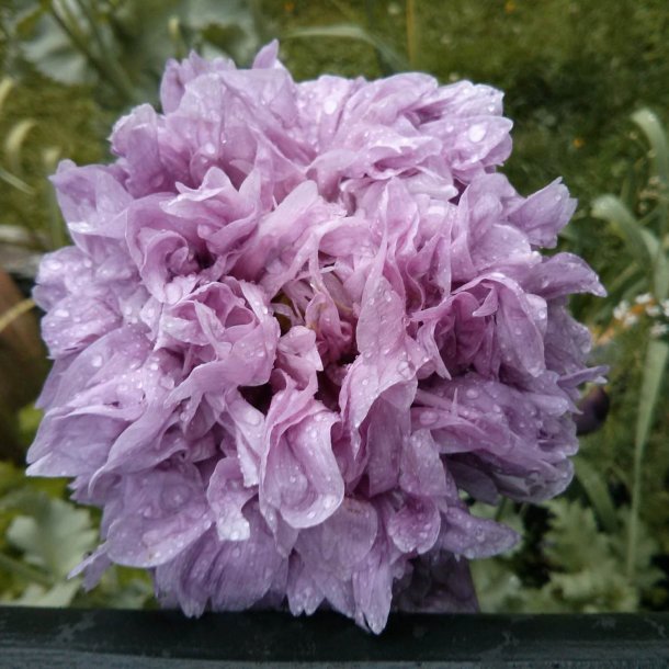 Valmue, Opiums- <br>'Purple Paeony' <br><i>Papaver somniferum</i>