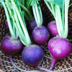 Radise <br>Purple Plum' <br><i>Raphanus sativus</i>