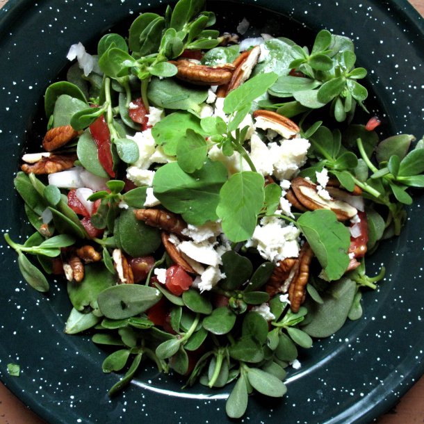 Papalo, <br>quillquina <br><i>Porophyllum ruderale</i>