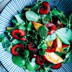 Portulak, Sommer- <br>'Green Purslane' <br><i>Portulaca oleracea</i>