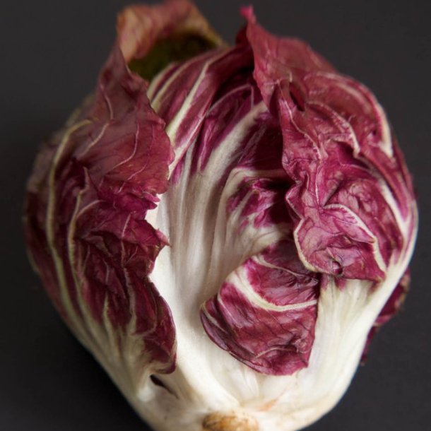 Radicchio <br>'Palla Rossa'<br> <i>Cichorium intybus</i>