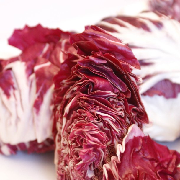 Radicchio <br>'Palla Rossa'<br> <i>Cichorium intybus</i>