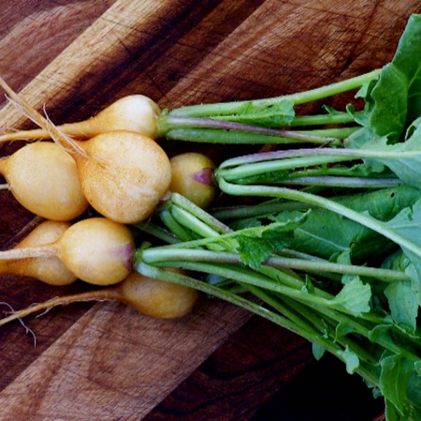 Radise <br>'Zlata' <br><i>Raphanus sativus</i>