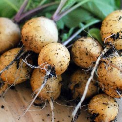 Radise <br>'Zlata' <br><i>Raphanus sativus</i>