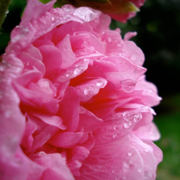 Stokrose <br>'Chater Rose'<br><i>Alcea rosea</i>