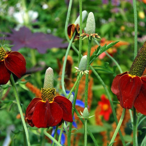 Mexikansk Hat <br>'Red Midget' <br><i>Ratibida columnifera var. pulcherrima</i>