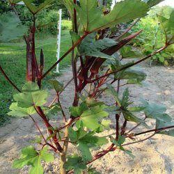 Okra <br>'Red Burgundy' <br><i>Abelmoschus esculentus</i>