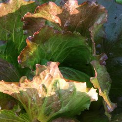 Salat <br>'Red Iceberg'<br><i>Lactuca sativa <br>var. capitata crispum</i>