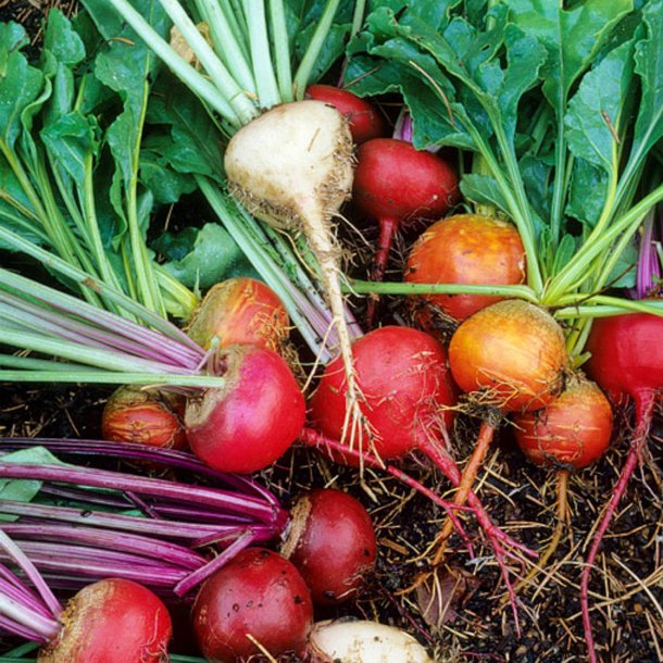 Rdbede <br>'Mix' - Storkb<br><i>Beta vulgaris</i>