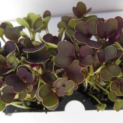 Komatsuna 'Comred' F1 <br><i>Brassica rapa supsb. perviridis</i>