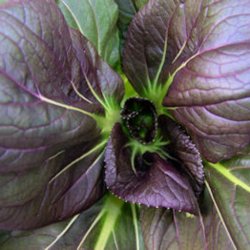 Pak choi <br>'Red Rubi' F1<br><i> Brassica rapa var. chinensis</i>