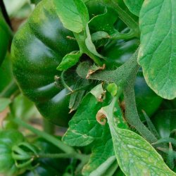 Tomat <br>RAF 'Delizia' F1 <br><i>Lycopersicon esculentum</i>