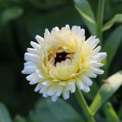 Morgenfrue <br>'Ivory Princess' <br><i>Calendula officinalis </i>
