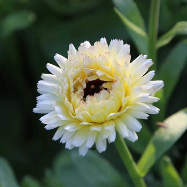 Morgenfrue <br>'Ivory Princess' <br><i>Calendula officinalis </i>
