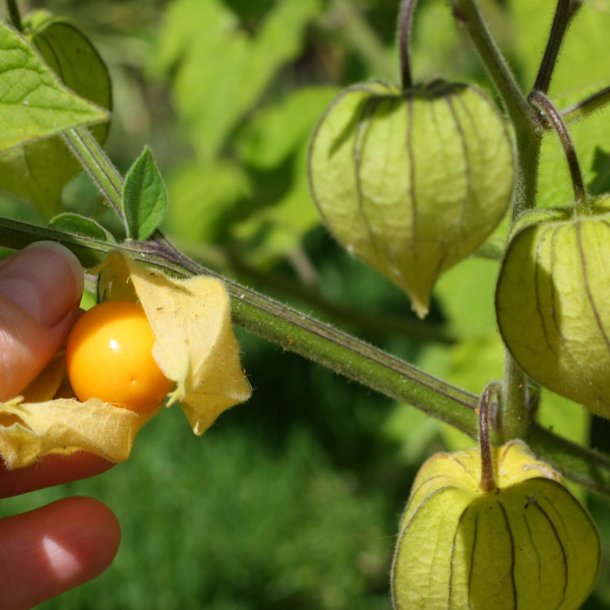 Ananaskirsebr <br><i>Physalis peruviana</i><br><br>