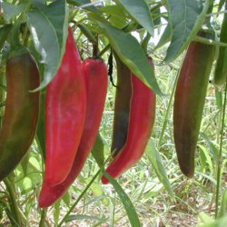 Chili <br>'Anaheim'<br><i>Capsicum annuum</i>