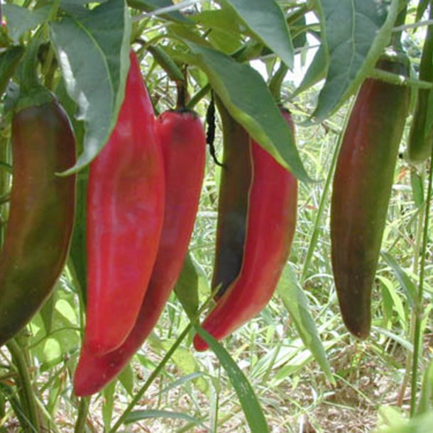 Chili <br>'Anaheim'<br><i>Capsicum annuum</i>