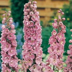 Ridderspore <br>'Giant Astrolat'<br><i>Delphinium pacific</i>