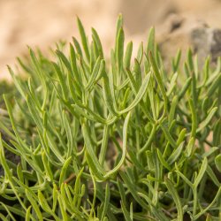 Fennikel, Strand-, <br>rock samphire, paccasassi <br><i>Crithmum maritimum </i>