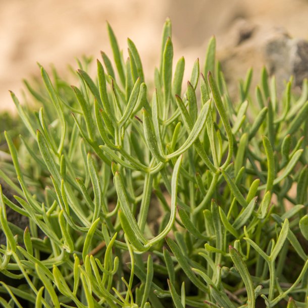 Fennikel, Strand-, <br>rock samphire, paccasassi <br><i>Crithmum maritimum </i>