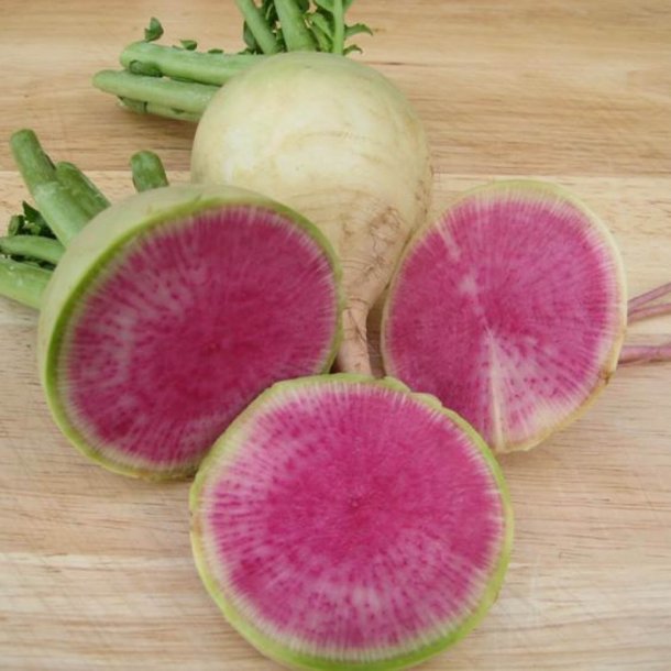 Radise <br>'Watermelon' <br><i>Raphanus sativus</i>