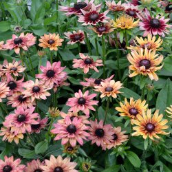 Solhat, h�ret �Sahara�<br><i>Rudbeckia hirta </i>